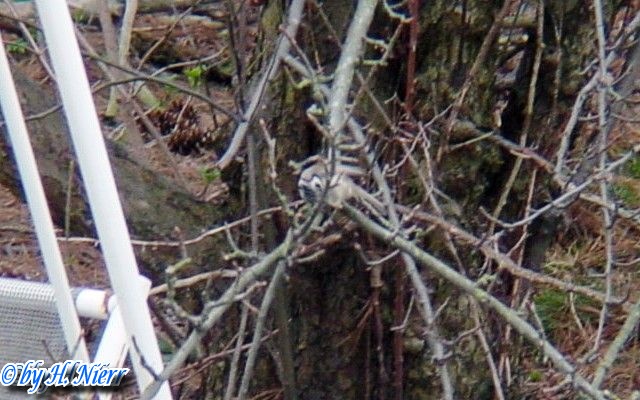 Lophophanes cristatus -  2. Fund