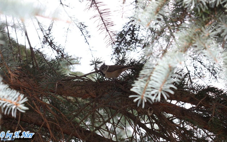 Lophophanes cristatus -  5. Fund