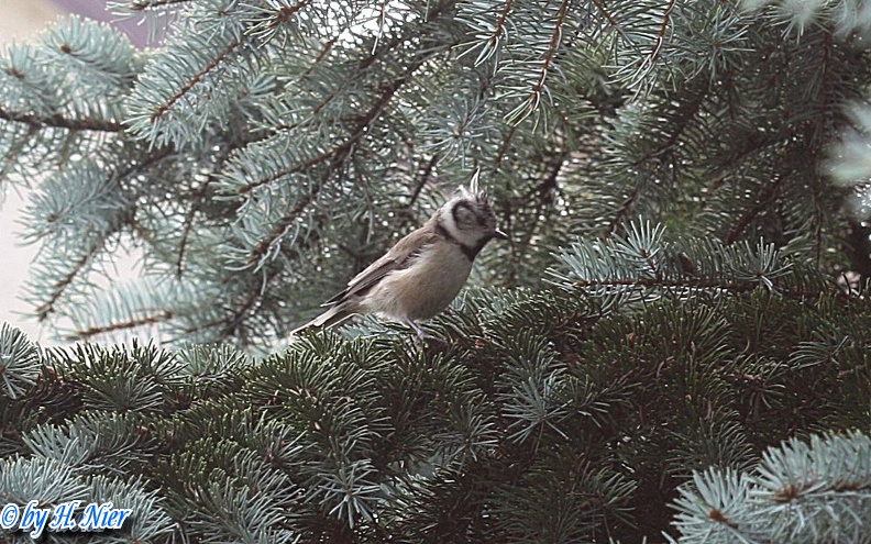 Lophophanes cristatus -  5. Fund