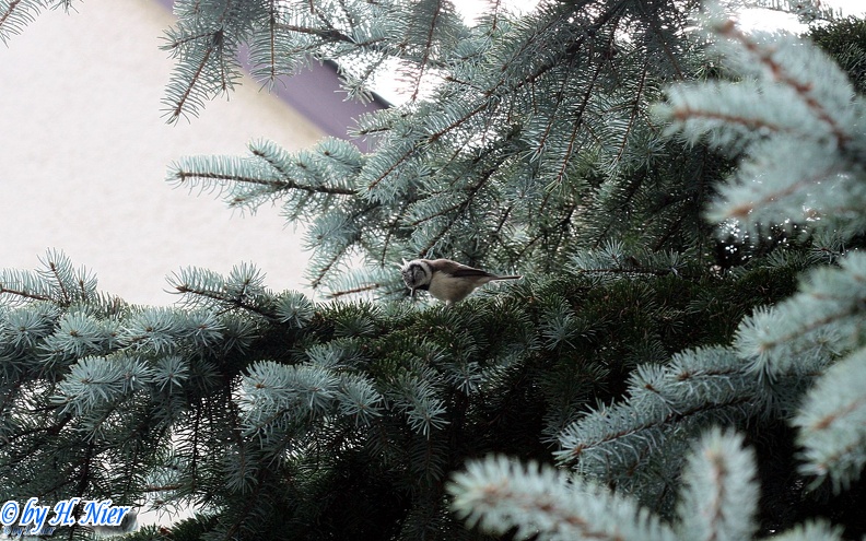 Lophophanes cristatus -  5. Fund