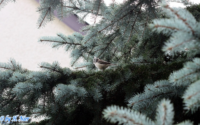 Lophophanes cristatus -  5. Fund