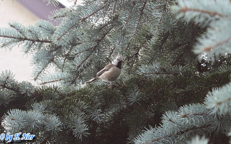 Lophophanes cristatus -  5. Fund