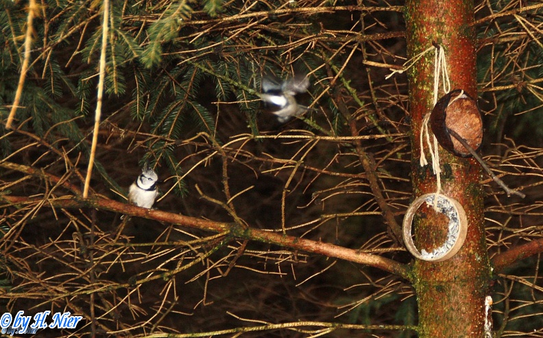 Lophophanes cristatus -  6. Fund