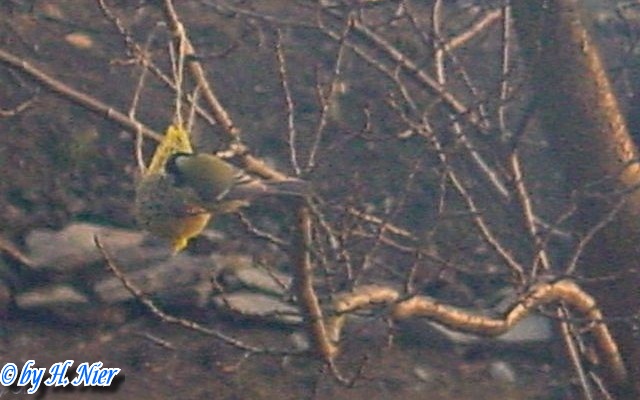 Parus major -  3. Fund