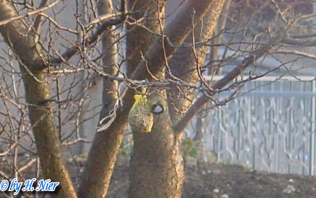 Parus major -  3. Fund