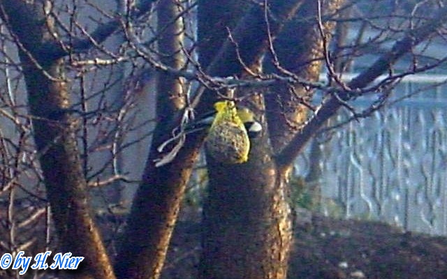 Parus major -  3. Fund