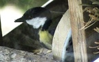 Parus major -  4. Fund