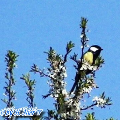 Parus major -  5. Fund 