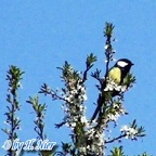 Parus major -  5. Fund 