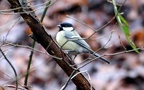 Parus major -  7. Fund