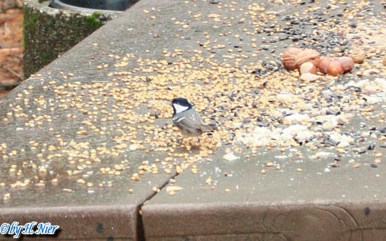 <a href='picture.php?/1212/category/466'>Periparus ater - 1. Fund</a> Periparus ater - 1. Fund