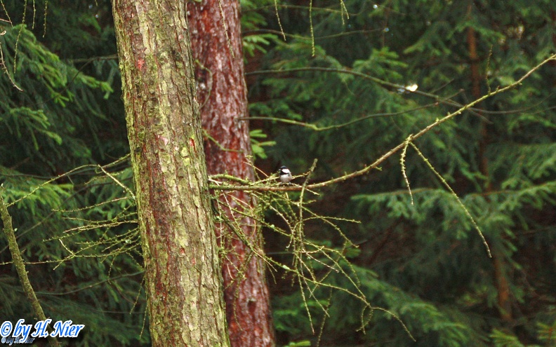 <a href='picture.php?/1213/category/466'>Periparus ater - 1. Fund</a> Periparus ater - 1. Fund