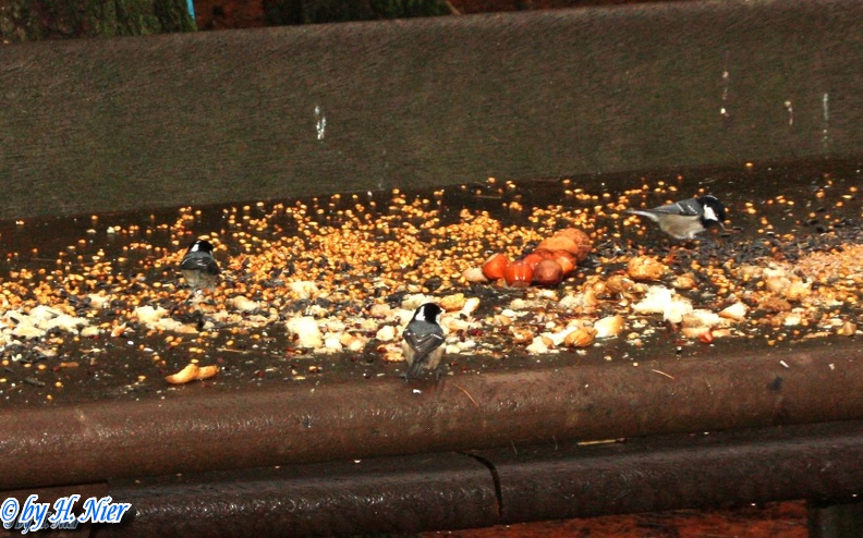 <a href='picture.php?/1214/category/466'>Periparus ater - 1. Fund</a> Periparus ater - 1. Fund