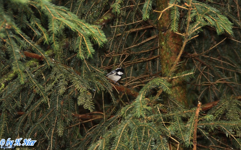 <a href='picture.php?/1215/category/466'>Periparus ater - 1. Fund</a> Periparus ater - 1. Fund