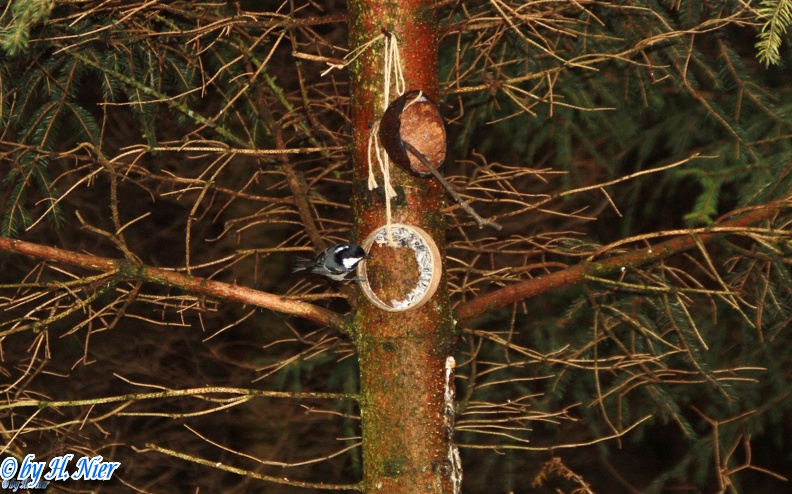 <a href='picture.php?/1216/category/466'>Periparus ater - 1. Fund</a> Periparus ater - 1. Fund