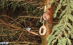 Periparus ater - 1. Fund - Gefunden in Deutschland (Sachsen)In einem Waldgebiet zwischen Schneeberg / Grießbach und Langenbach. Periparus ater - 1. Fund