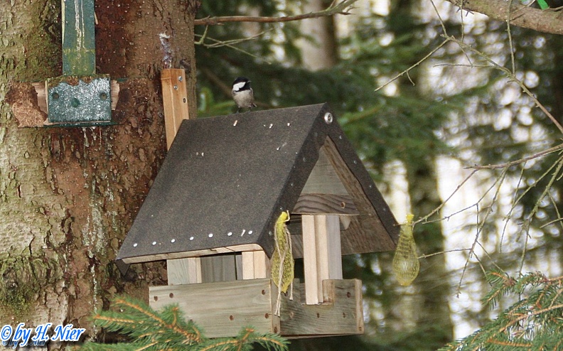 <a href='picture.php?/1219/category/466'>Periparus ater - 1. Fund</a> Periparus ater - 1. Fund