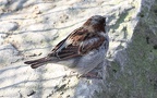 Ordnung Passeriformes (Linnæus, 1758)