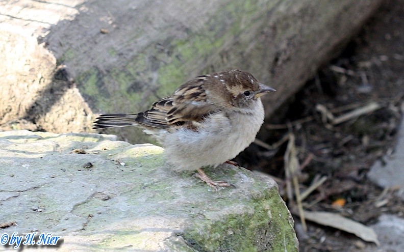 <a href='picture.php?/4441/category/1571'>Passer domesticus - 1. Fund</a> Passer domesticus - 1. Fund