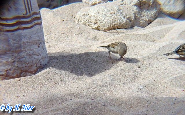 <a href='picture.php?/4442/category/1571'>Passer domesticus - 1. Fund</a> Passer domesticus - 1. Fund