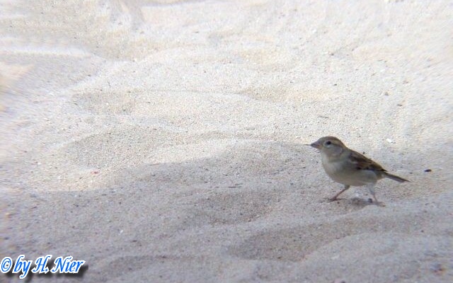 <a href='picture.php?/4443/category/1571'>Passer domesticus - 1. Fund</a> Passer domesticus - 1. Fund