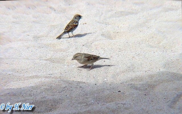 <a href='picture.php?/4444/category/1571'>Passer domesticus - 1. Fund</a> Passer domesticus - 1. Fund