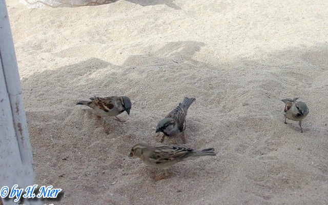 <a href='picture.php?/4445/category/1571'>Passer domesticus - 1. Fund</a> Passer domesticus - 1. Fund