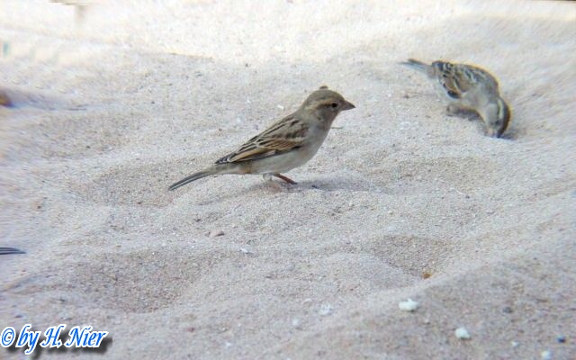 <a href='picture.php?/4446/category/1571'>Passer domesticus - 1. Fund</a> Passer domesticus - 1. Fund