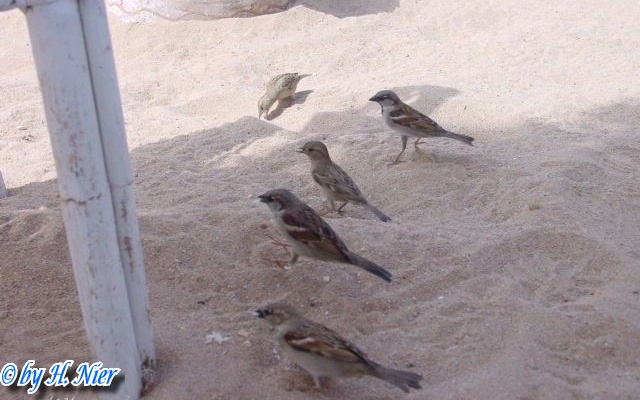 <a href='picture.php?/4447/category/1571'>Passer domesticus - 1. Fund</a> Passer domesticus - 1. Fund