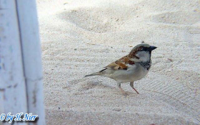 <a href='picture.php?/4448/category/1571'>Passer domesticus - 1. Fund</a> Passer domesticus - 1. Fund