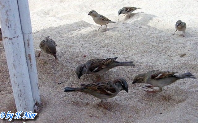 Passer domesticus -  1. Fund