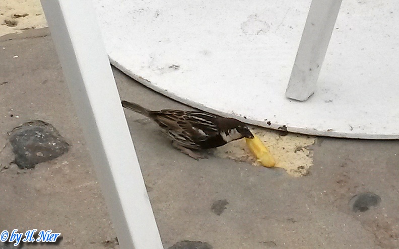 Passer hispaniolensis -  2. Fund (Männchen)