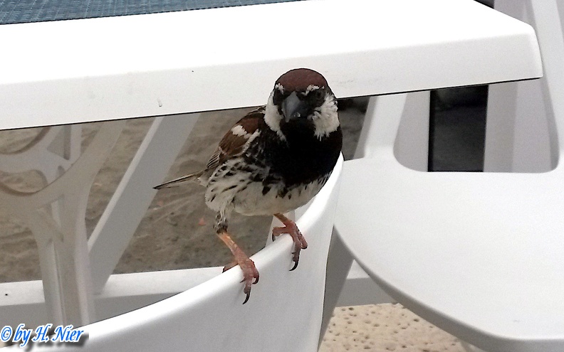 Passer hispaniolensis -  2. Fund (Männchen)