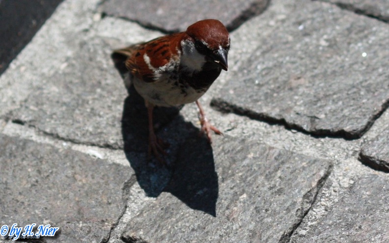 Passer italiae -  3. Fund (Männchen)