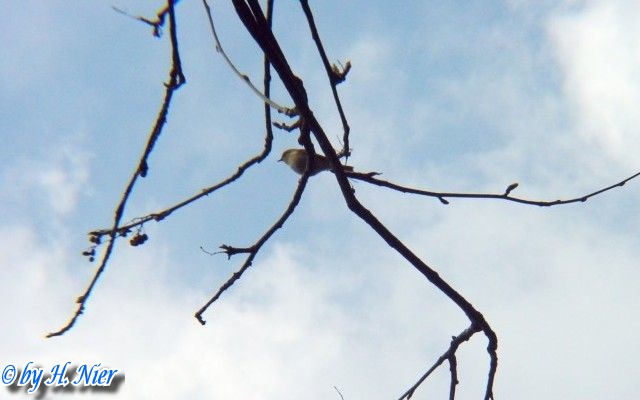 Phylloscopus trochilus -  1. Fund