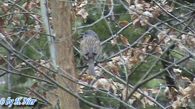 <a href='picture.php?/15049/category/5572'>Prunella modularis - 1. Fund</a> Prunella modularis - 1. Fund