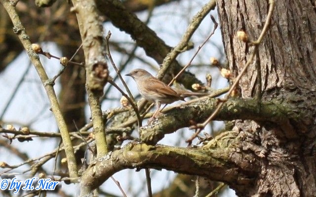 <a href='picture.php?/15050/category/5572'>Prunella modularis - 2. Fund</a> Prunella modularis - 2. Fund