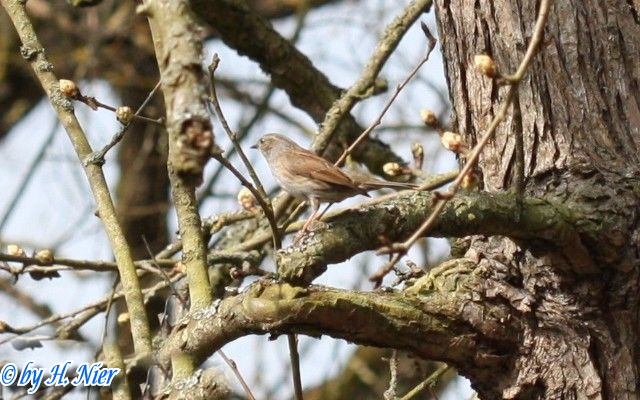 Prunella modularis -  2. Fund