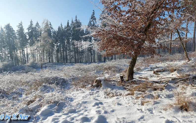 Regulus ignicapilla -  2. Fund (Fundortfoto)