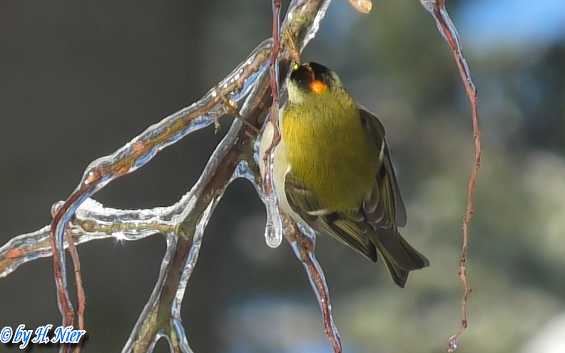 Regulus ignicapilla -  2. Fund