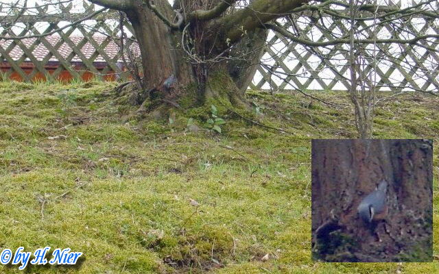 <a href='picture.php?/15450/category/5753'>Sitta europaea - 1. Fund</a> Sitta europaea - 1. Fund