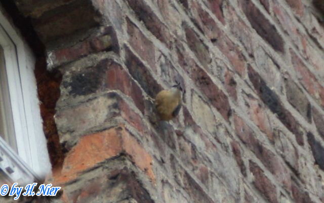 <a href='picture.php?/15457/category/5753'>Sitta europaea - 5. Fund</a> Sitta europaea - 5. Fund