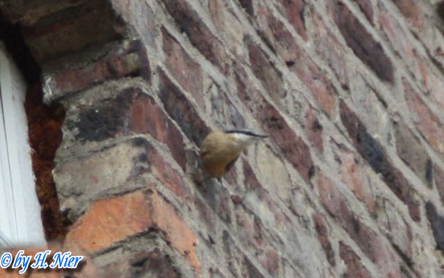 <a href='picture.php?/15458/category/5753'>Sitta europaea - 5. Fund</a> Sitta europaea - 5. Fund