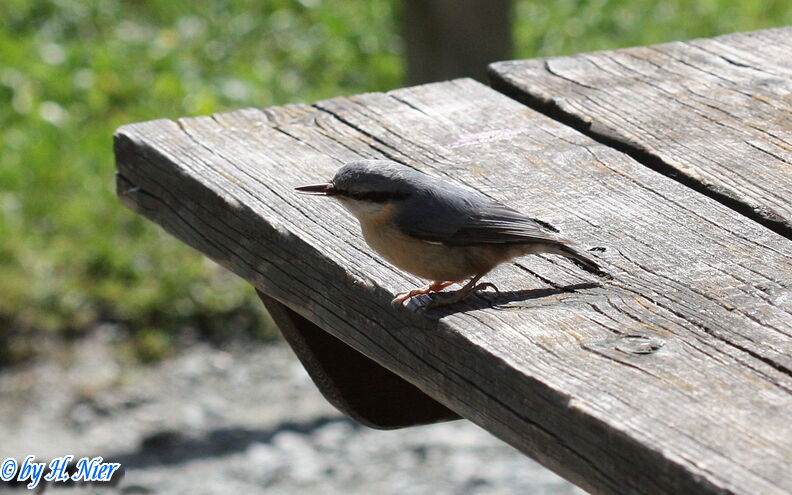 <a href='picture.php?/15459/category/5753'>Sitta europaea - 6. Fund</a> Sitta europaea - 6. Fund