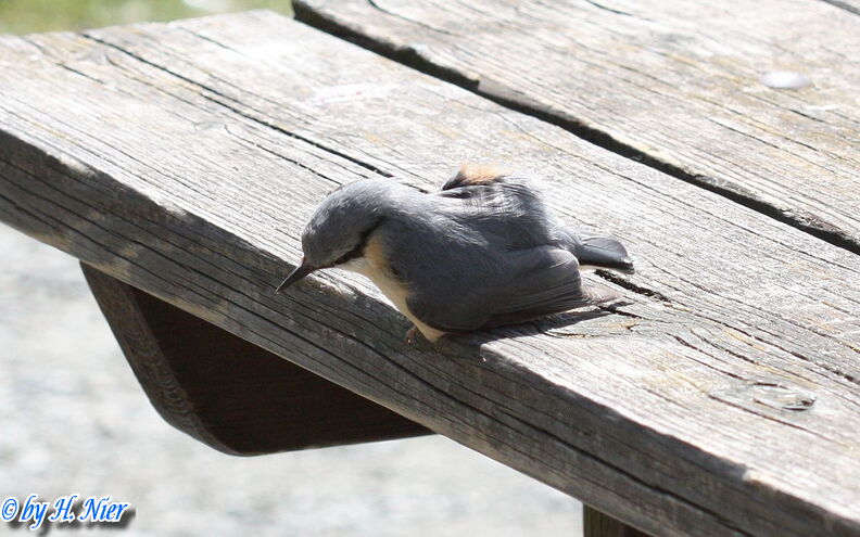 <a href='picture.php?/15460/category/5753'>Sitta europaea - 6. Fund</a> Sitta europaea - 6. Fund