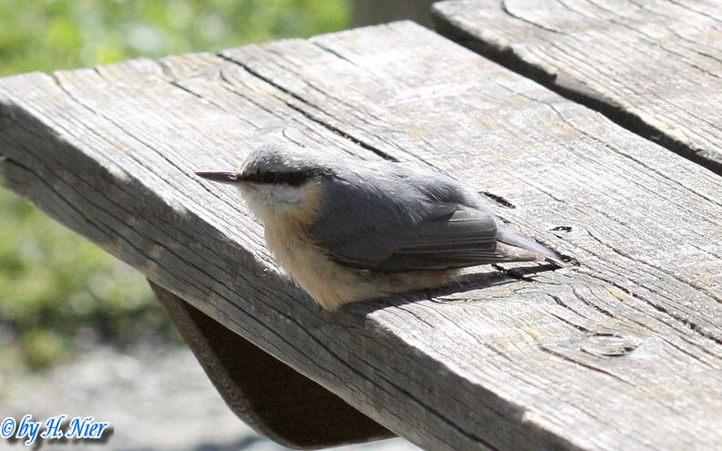 <a href='picture.php?/15461/category/5753'>Sitta europaea - 6. Fund</a> Sitta europaea - 6. Fund