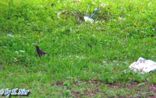 Acridotheres tristis melanosternus -  1. Fund
