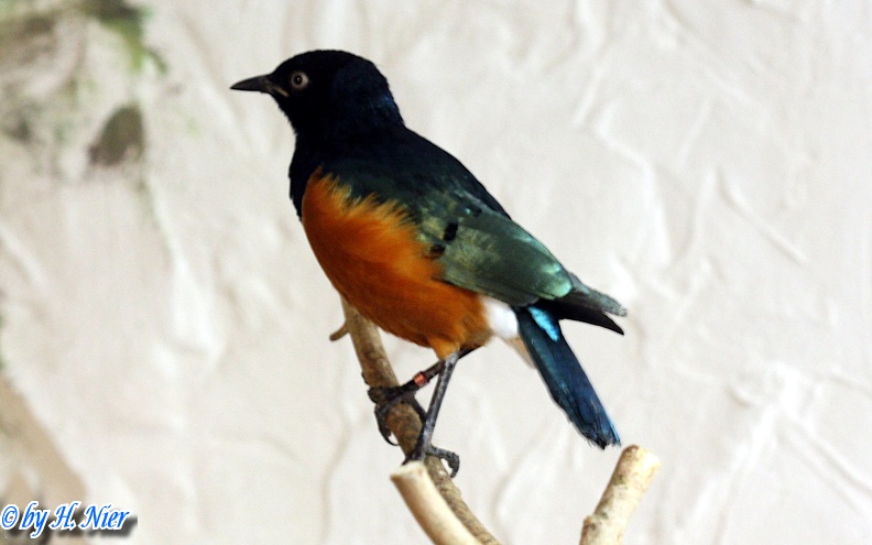 Lamprotornis superbus -  1. Fund