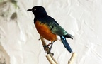 Gattung Lamprotornis (Temminck, 1820)