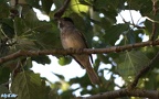Sylvia atricapilla -  5. Fund (Männchen)